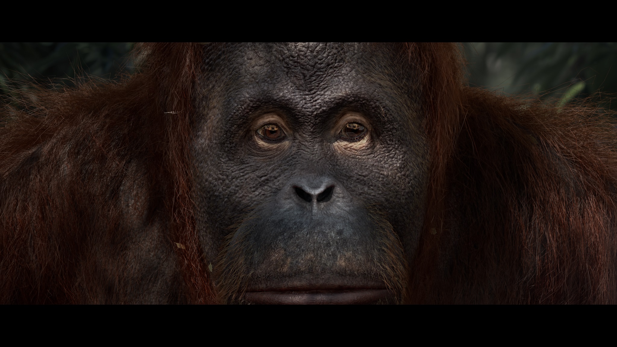 来自VES学生奖获奖影片《绿色》的镜头，展示了猩猩的面部表情。
